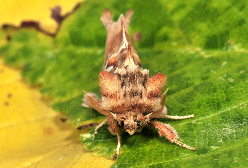Nuovi quiz 2016 - Spatalia argentina, Notodontidae